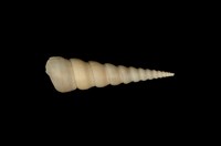 藏品(錐螺)的圖片